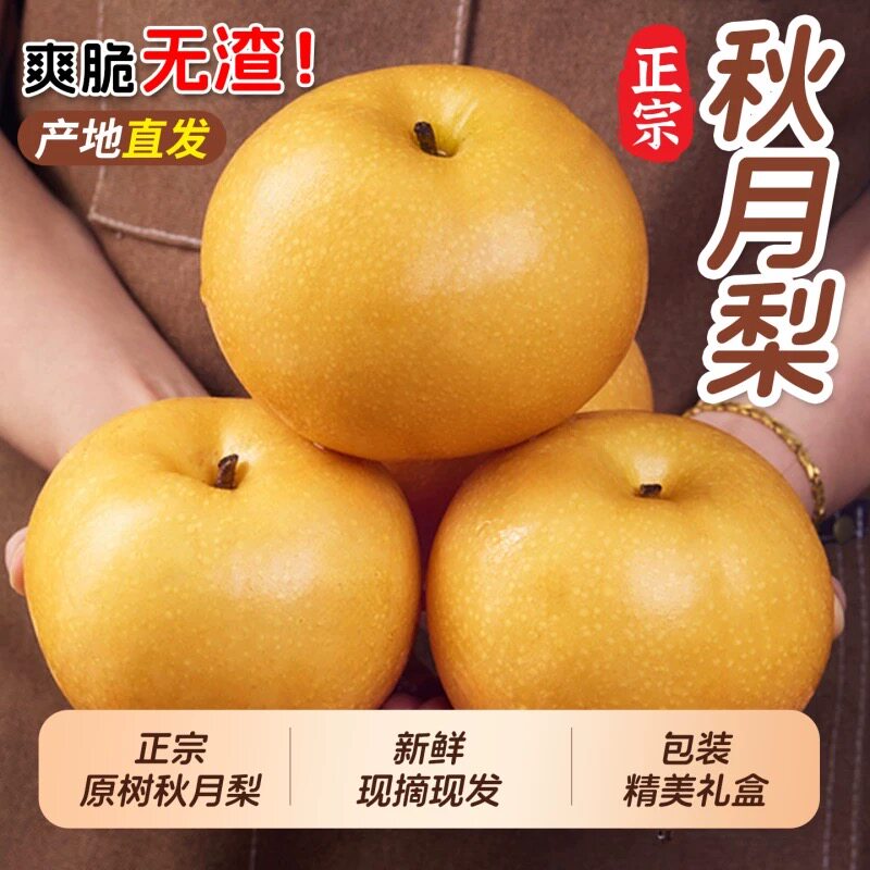 【京东发货】正宗山东秋月梨精选大果当季新鲜水果细腻化渣水分足
