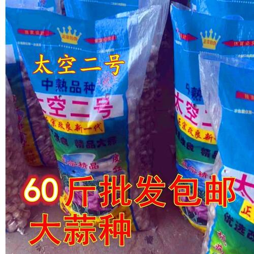 太空二号大蒜蒜种60斤批发