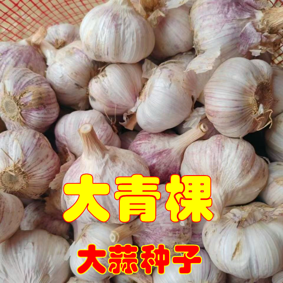 大青稞大蒜种子整袋80斤山东正宗大青稞大蒜快运到县城拒绝拒收