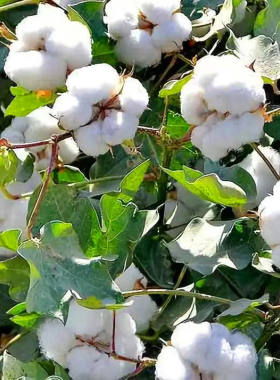 带籽带壳纯白棉花带籽棉花