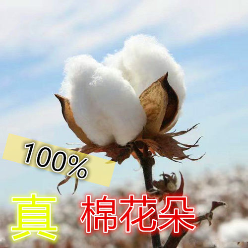 带壳带籽未加工棉花真棉花朵