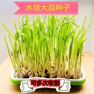 发芽大蒜水培大蒜阳台蔬菜种子蒜苗蒜黄种子阳台盆栽可以发芽大蒜