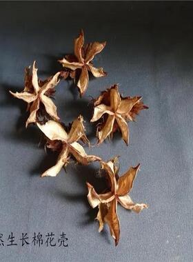 棉花壳纯天然干棉花花壳学生幼儿园DIY手工干花装饰干花
