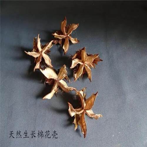 棉花壳纯天然干棉花花壳学生幼儿园DIY手工干花装饰干花