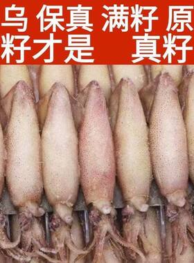新鲜全籽籽乌带籽海兔子东山小管满籽笔管鱼冷冻鱿鱼仔批发满籽