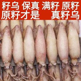 新鲜全籽籽乌带籽海兔子东山小管满籽笔管鱼冷冻鱿鱼仔批发满籽