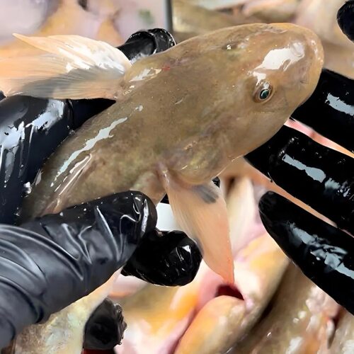 连云港新鲜海捕沙光鱼小龙鱼胖头鱼【泥鱼】红烧油炸烧汤顺丰发货