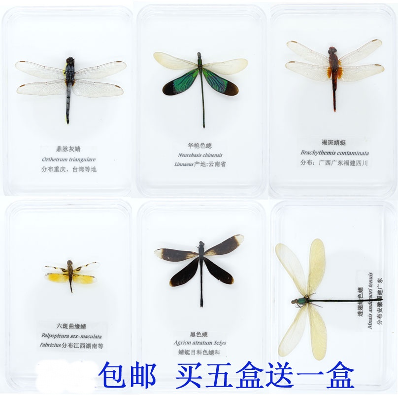蜻蜓标本 豆娘 色聪 蝴蝶 真昆虫 已展翅盒装 儿童礼物 教学 手工