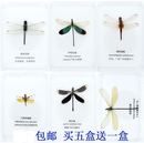 教学 已展翅盒装 蝴蝶 蜻蜓标本 手工 色聪 儿童礼物 真昆虫 豆娘