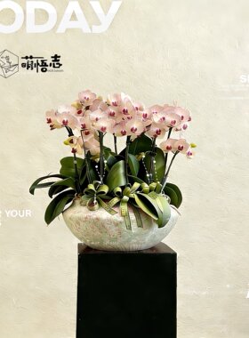 景德镇仿古侘寂禅意陶瓷花盆清仓