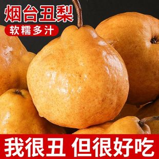 山东中华丑梨软糯太婆梨啤梨应季水果梨子现摘新鲜粉面莱阳梨批发