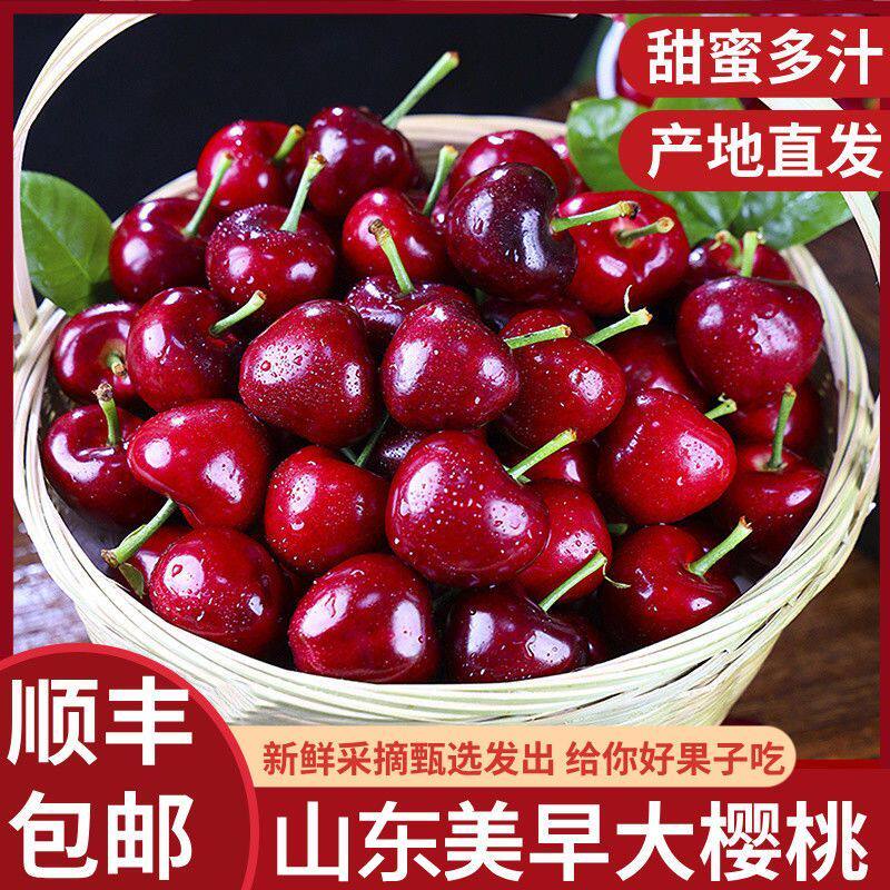正宗美早大樱桃山东烟台大樱桃顺丰冷链孕妇水果车厘子现摘绿色脆
