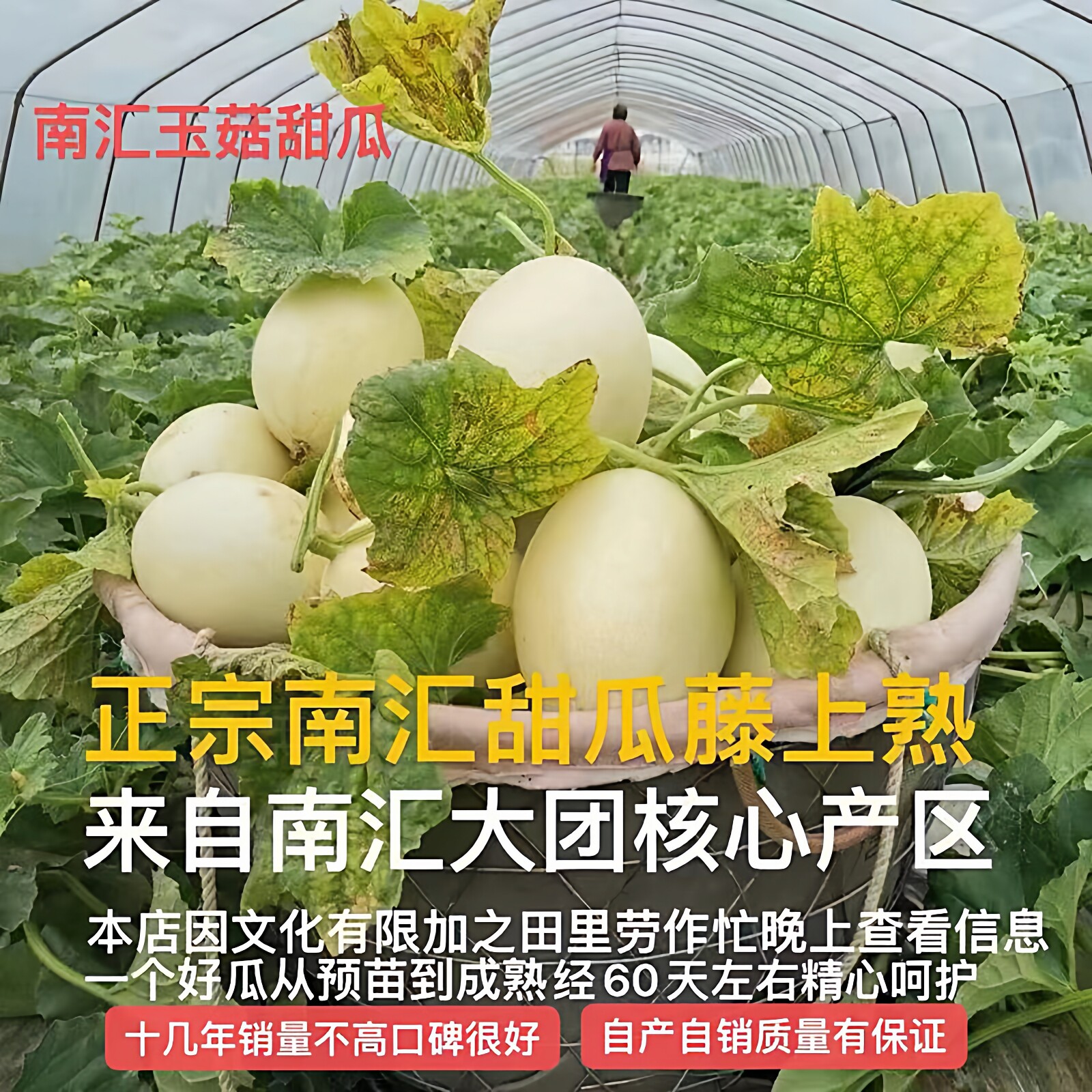 上海南汇玉菇甜瓜当季孕妇新鲜水果整箱超甜糯青皮绿肉冰淇淋口感