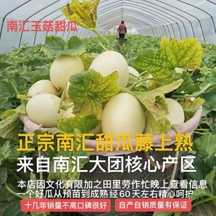 上海南汇玉菇甜瓜当季孕妇新鲜水果整箱超甜糯青皮绿肉冰淇淋口感