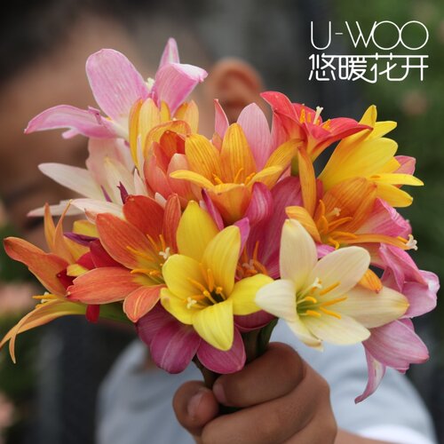 印尼风雨兰种球球根多年生
