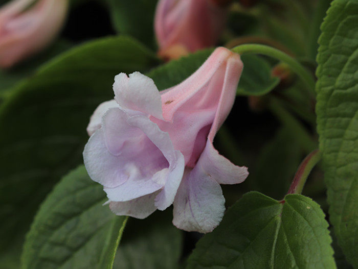 悠暖花开 苦苣苔岩筒 多年生块根 耐荫 花卉盆栽 套筒 粉红蓬蓬裙