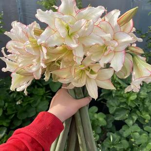 悠暖花开【滑稽演员】自育顶红多年生好养室内阳台庭院盆栽球根