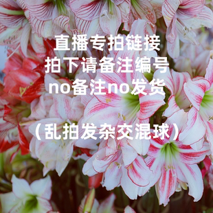 悠暖花开杂交朱顶红一物一拍