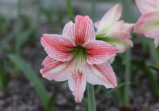 悠暖花开【粉影】路风自育朱顶红小型品多年生种球室内阳台