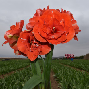 悠暖花开【秘鲁进口朱顶红:诺拉】也叫尼拉种球球根植物花卉好活
