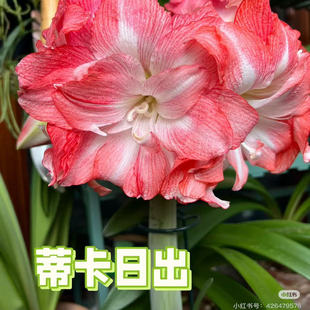 悠暖花开进口秘鲁朱顶红 蒂卡日出 阳台花卉植物