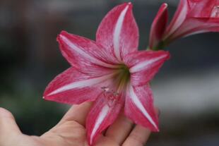 悠暖花开  小型白肋朱顶红 带香味  香味舞姬 阳台花卉 种球 盆栽