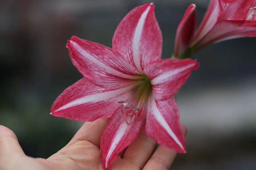 悠暖花开小型白肋朱顶红【香味舞姬】阳台花卉种球