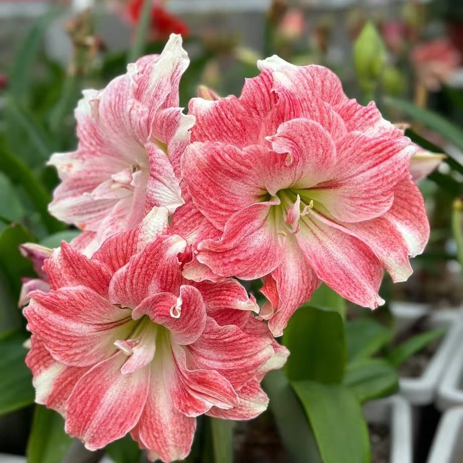 悠暖花开进口【秘鲁朱顶红：幻想/粉黛】种球球根阳台花卉植物,鲜花速递/花卉仿真/绿植园艺,种球/裸根,淘宝优惠券,粉丝福利购,淘宝优惠卷