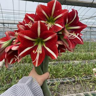 悠暖花开【新品 嫣红】路风自育朱顶红白肋好养种球球根