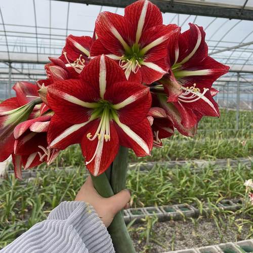 新品嫣红自育朱顶红金奖品种