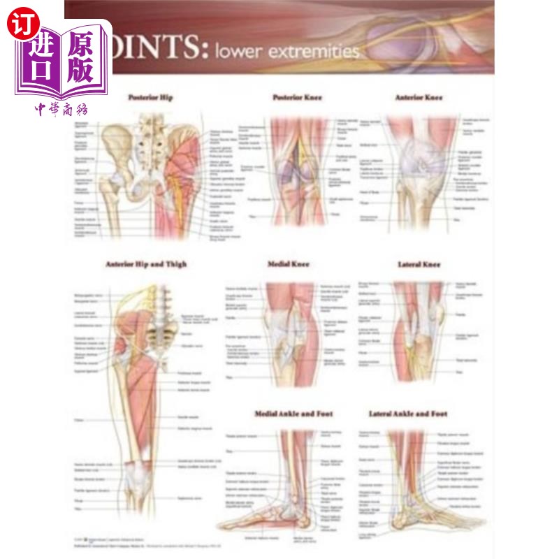 海外直订医药图书Joints of the Lower Extremities Anatomical Chart 下肢关节解剖图