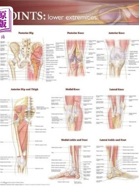 海外直订医药图书Joints of the Lower Extremities Anatomical Chart 下肢关节解剖图