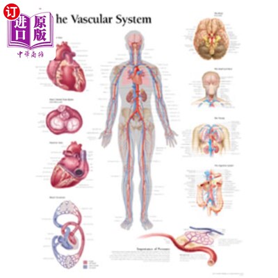 海外直订医药图书The Vascular System Chart: Laminated Wall Chart 血管系统图:层压挂图