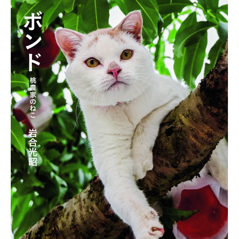Bond桃农加的猫咪岩合光昭 