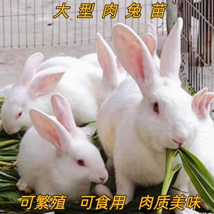 兔活体大型家肉兔苗可繁殖家养幼崽小白兔可选公母一对小兔子活物