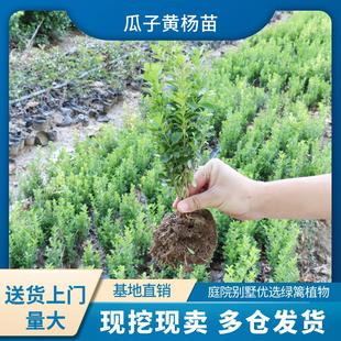 瓜子黄杨树苗小叶黄杨苗庭院别墅篱笆地栽绿篱色块园林工程苗木