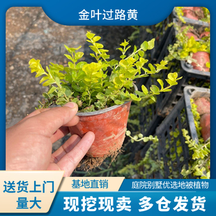 金叶过路黄盆栽黄金串地被趴地匍匐垂吊植物耐寒耐热别墅花境庭院