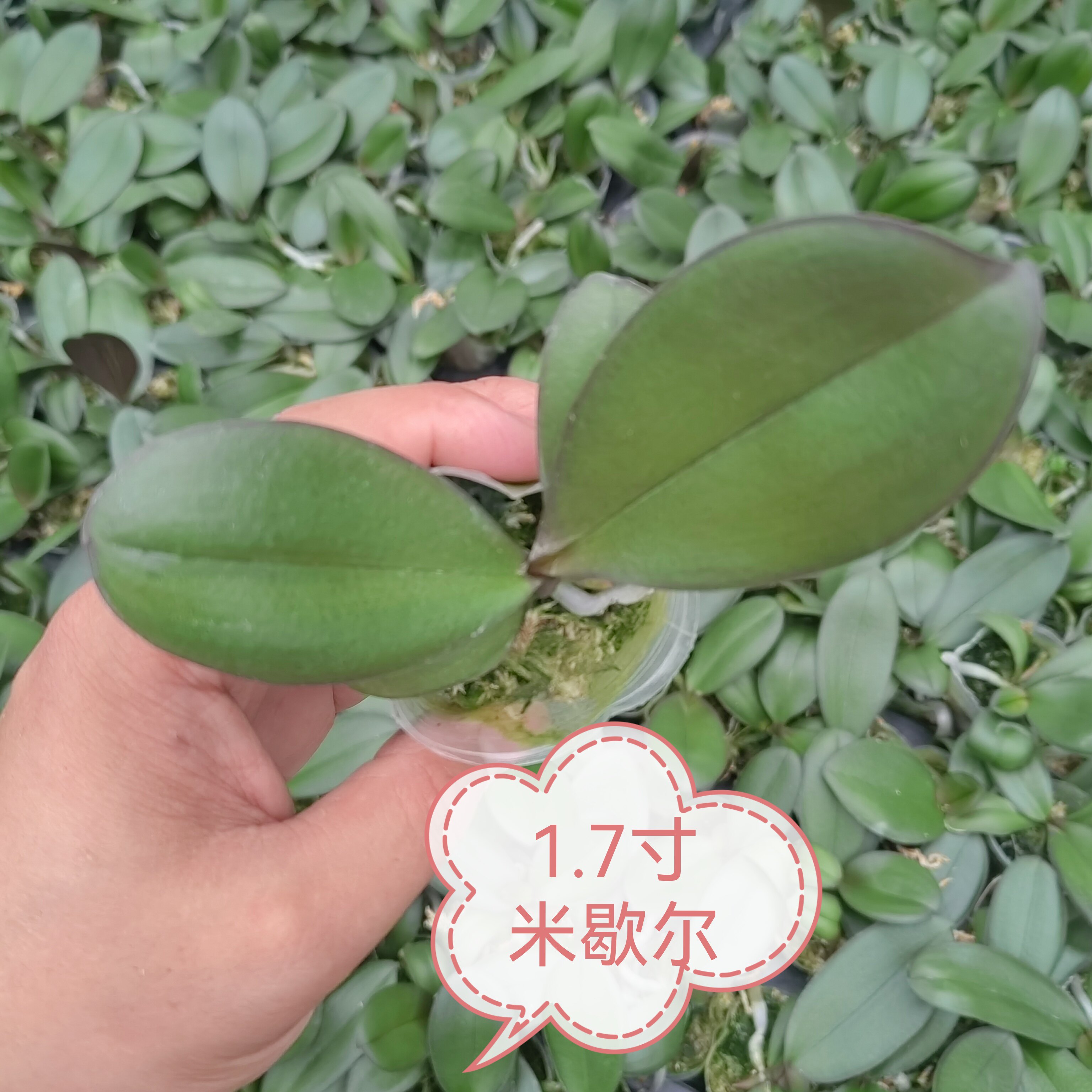 米歇尔蝴蝶兰宝宝苗1.7寸稀有蝴蝶兰