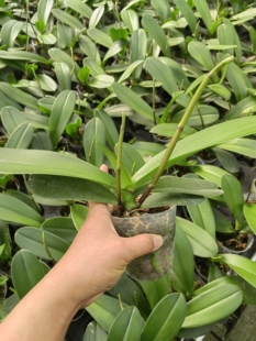 蝴蝶兰2.8寸杯中苗带花剑不带花苞室内精美花卉基地直发包邮 好养