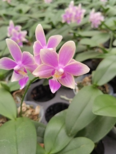 金树一代2.8寸杯中苗不带花剑 不带花室内精品盆栽好养活基地直发