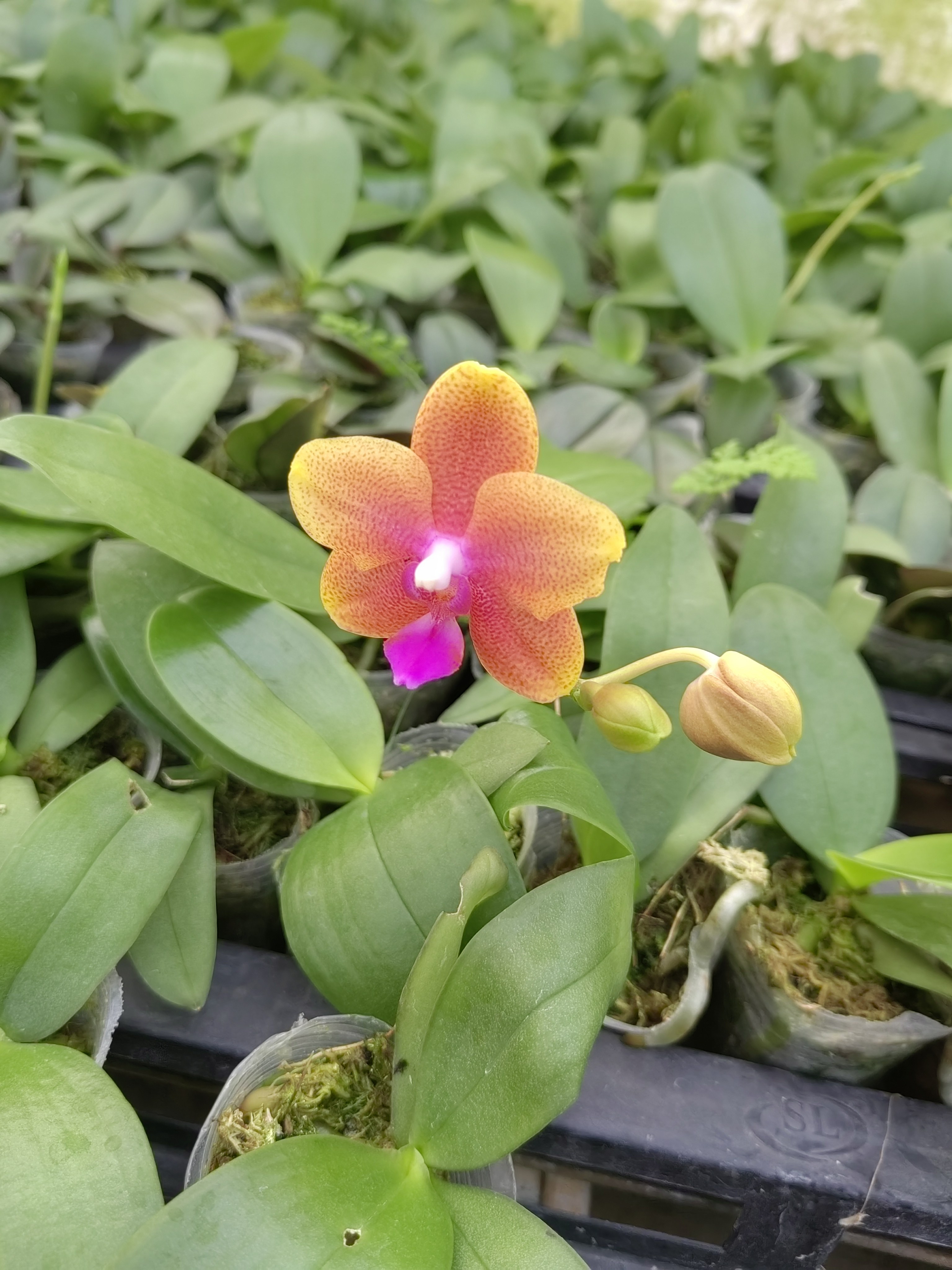 1.7寸杯博格利香花带花剑室内趣味兰好养活基地直发
