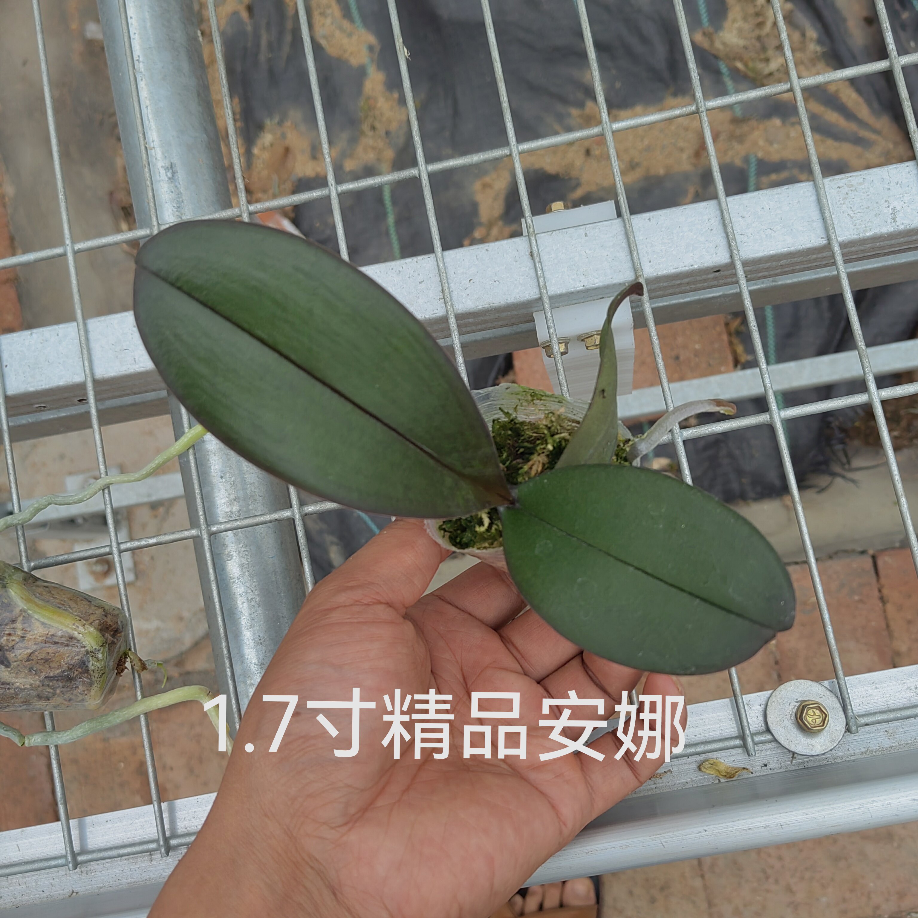 精品蝴蝶兰小苗5颗包含5个品种蝴蝶兰