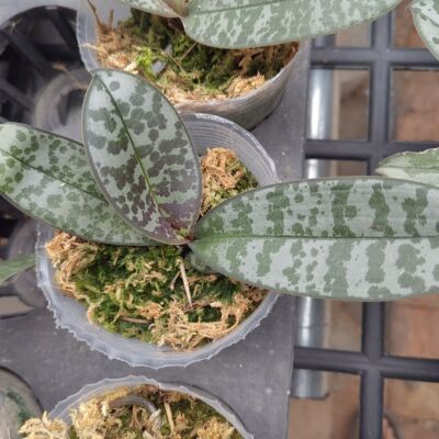 原生种苗西蕾丽2.8寸杯带香味趣味蝴蝶兰室内盆栽四季好养 好养活