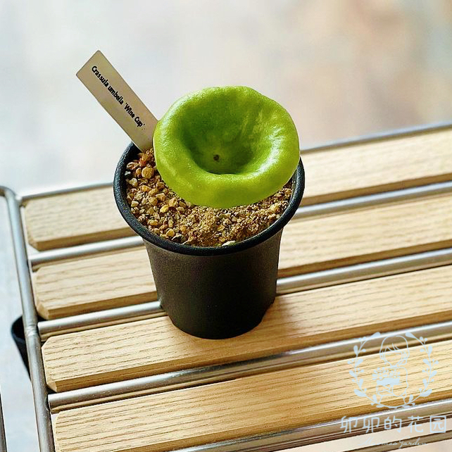 卯卯的花园小酒杯块根种子