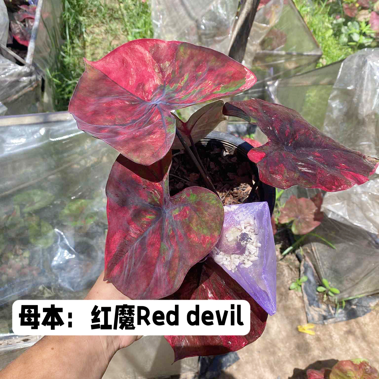 卯卯的花园 泰国彩叶芋杂交种子 红魔Red devilx杂交新品优选
