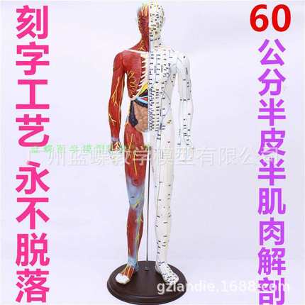 60cm标准解剖针灸模型中医针灸经络穴位模型图十二模具人体教学