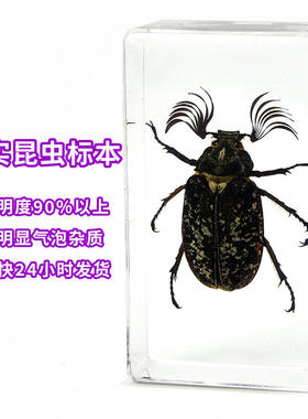盲盒亚马逊爆款成品亚克力真实标本昆虫透明树脂教学用具礼品
