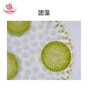 17种藻类套装标本高清晰结构典型团藻鼓藻念珠藻生物实验显微切片