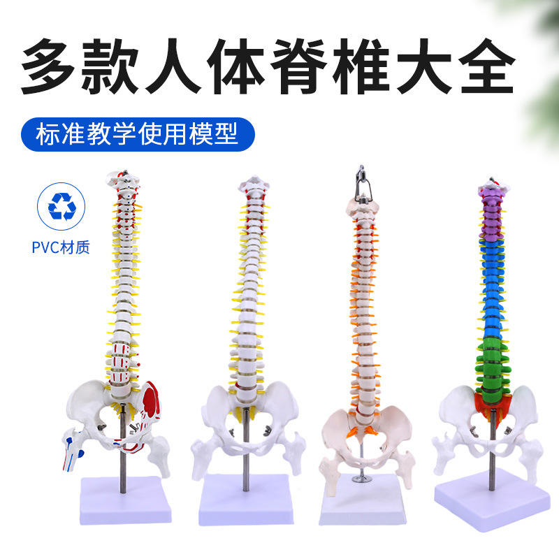 45CM人体脊柱带教学及骨盆模型脊神经骨架脊柱股骨模型医学脊椎