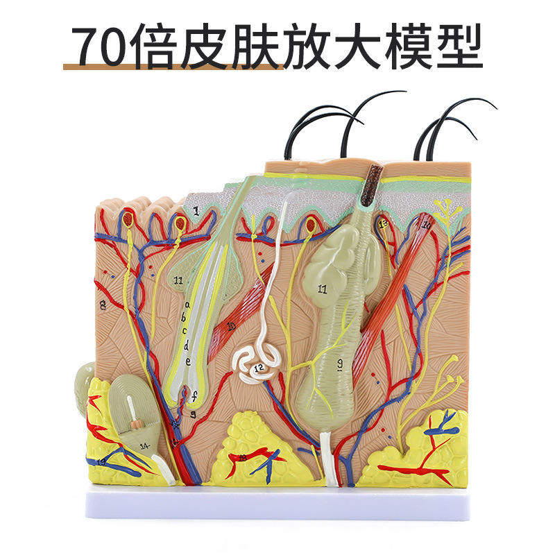 70倍放大版人体模型组织结构皮肤解剖微创模型管理美容整形教学